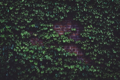 砖墙绿叶植物